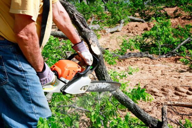 Reliable Samsula Spruce Creek, FL Tree Service Solutions